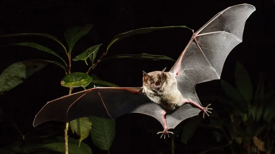 International Bat Night 2026