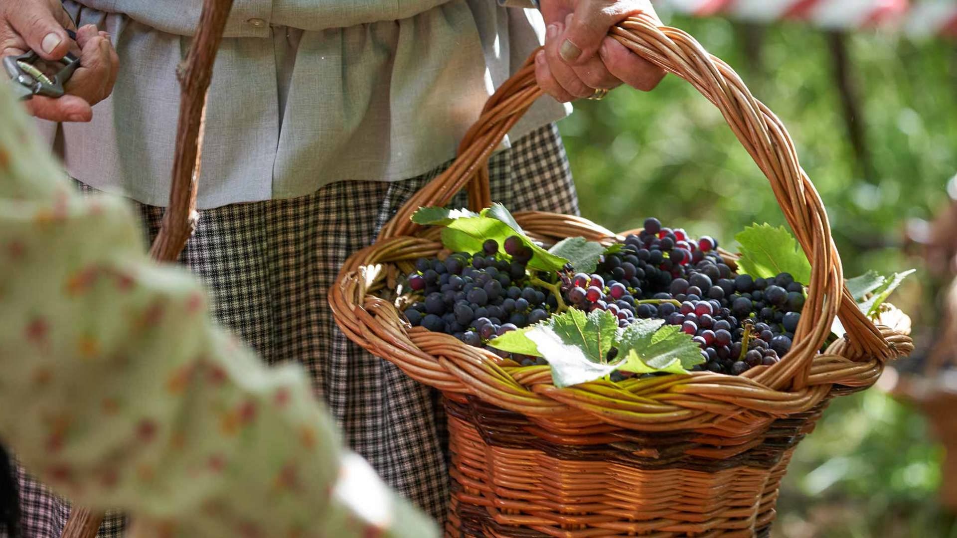 Madeira Wine Festival 2026: Dates, Full Program & Where to See Grape Treading