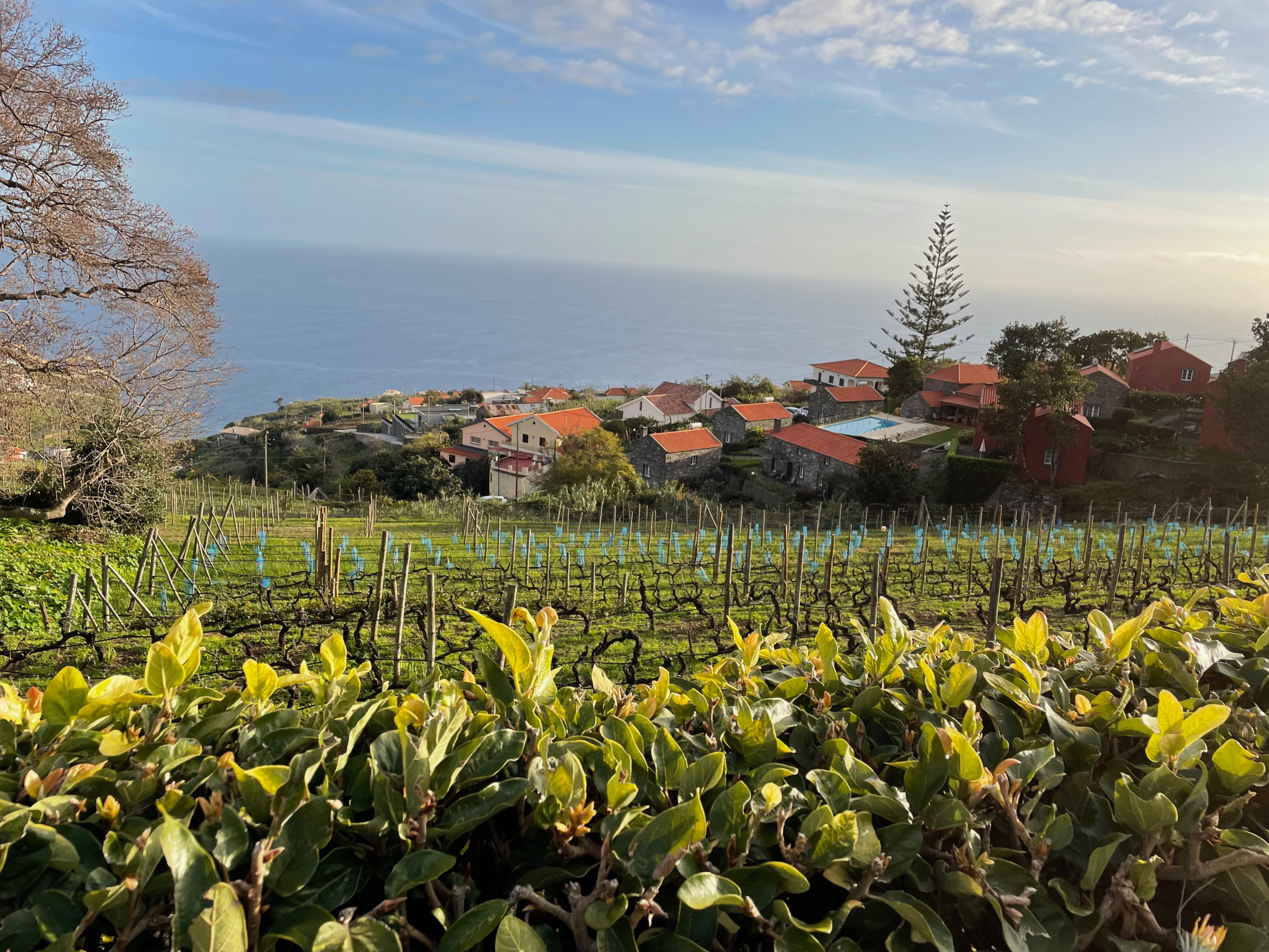 Practical Agroforestry Immersion with Juã Pereira